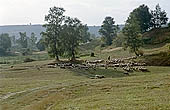 Rhodopi Mountains 